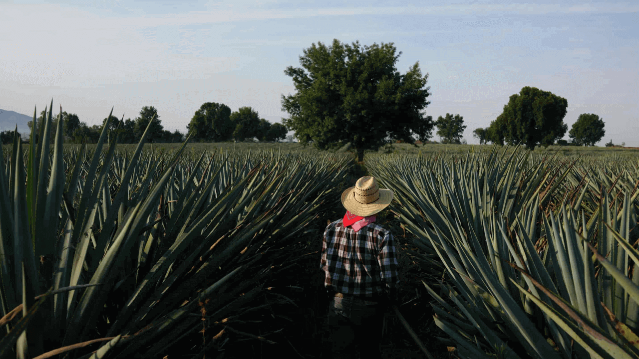Person walking through a dense field of agave plants towards a distant tree.