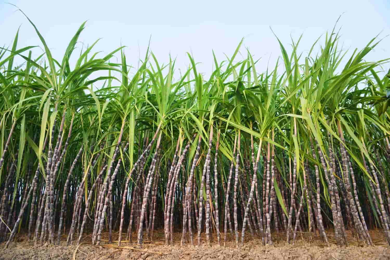 Dense sugarcane field with tall, reddish-purple stalks and green leaves under bright sky.
