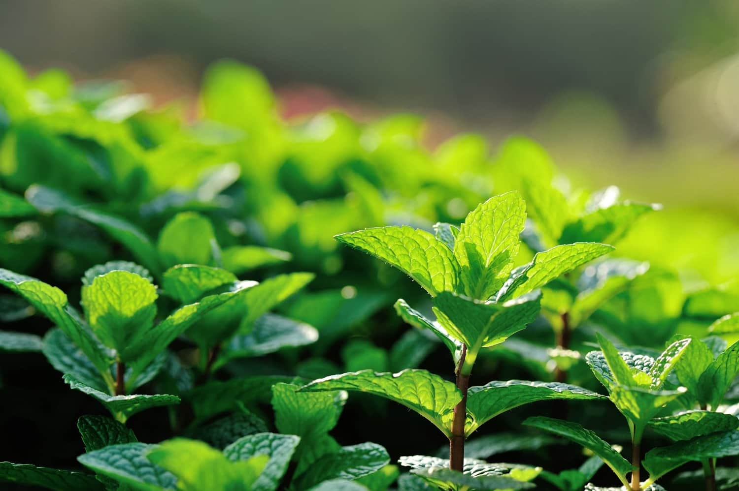 Close-up of mint plant sprigs with textured, serrated leaf edges in sharp focus.