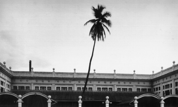 Tall palm tree silhouetted in front of a distillery building with decorative roofline in black and white.