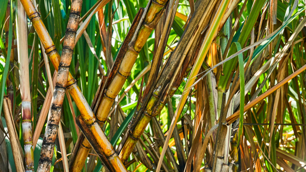 Close-up of sugarcane stalks with segmented yellowish-brown bark and long green leaves.