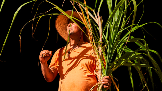 Person in straw hat holding large bundle of green sugarcane stalks against black background.