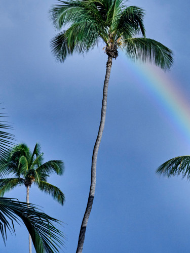 Tall palm tree standing centrally against a deep blue sky with a vibrant rainbow arcing across the frame.