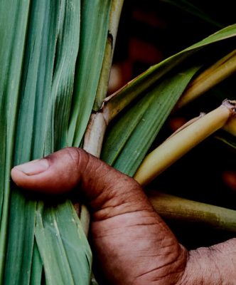 Weathered hand gripping a bundle of green sugarcane leaves and yellowish stalks.