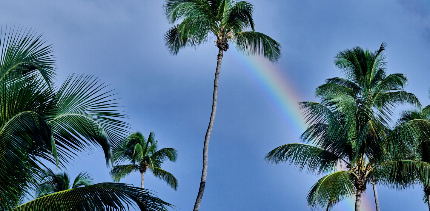 Rainbow arches between tall palm trees reaching toward a dark, overcast blue sky.