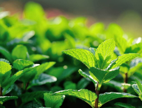 Close-up of vibrant green mint leaves with sunlight highlighting their texture and veins.