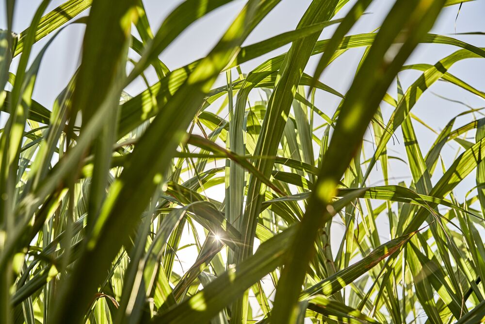 Low-angle view through dense sugarcane leaves with sunlight filtering through.