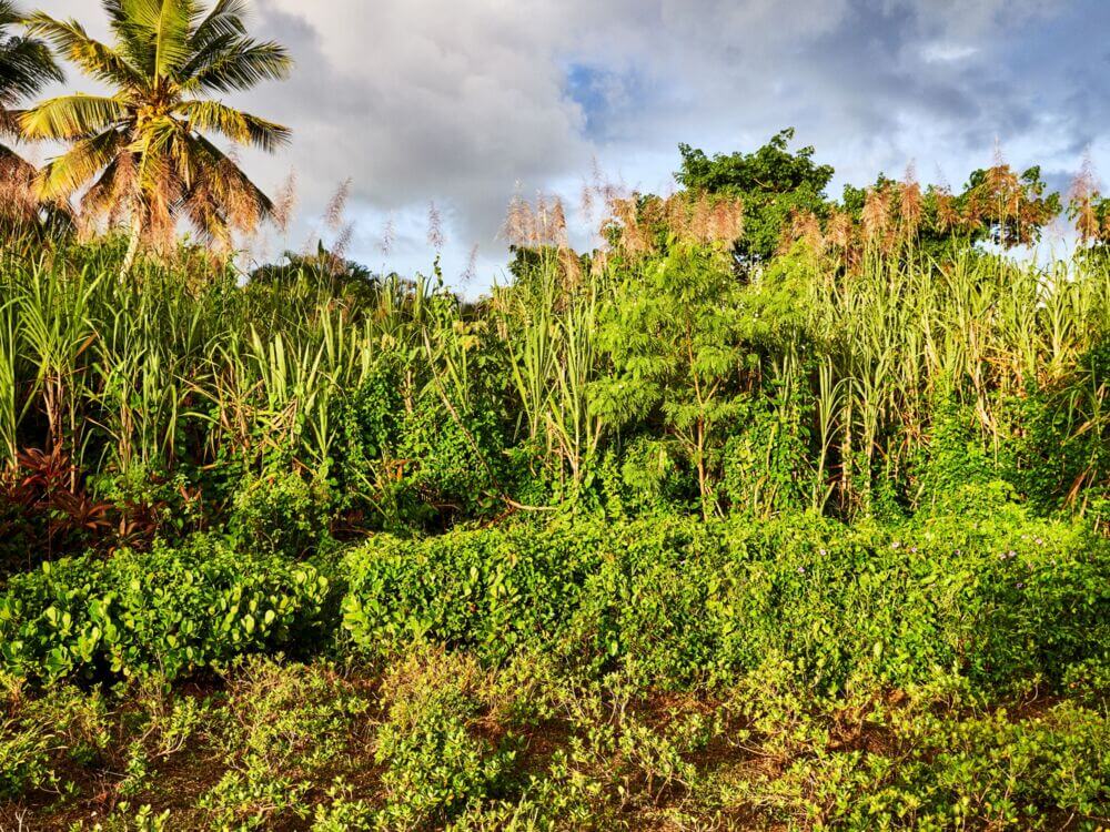 Lush sugarcane field with tall green stalks, tropical foliage, palm tree.