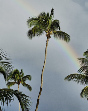 Tall palm tree with rainbow arcing behind its fronds against grey overcast sky.