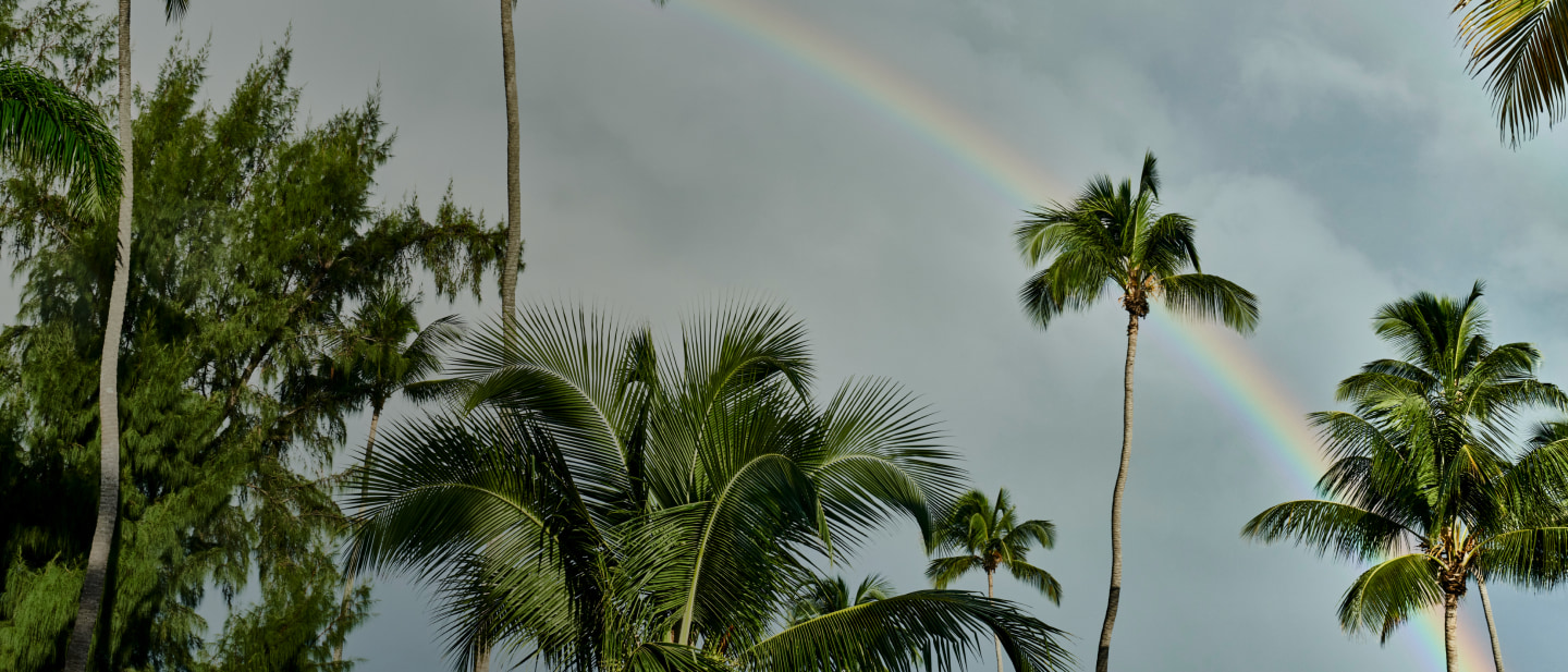 Rainbow arching across overcast sky, framed by green palm tree fronds.