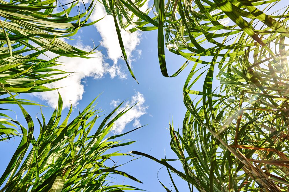 Low-angle view through dense green sugarcane leaves towards bright blue sky with fluffy white clouds.
