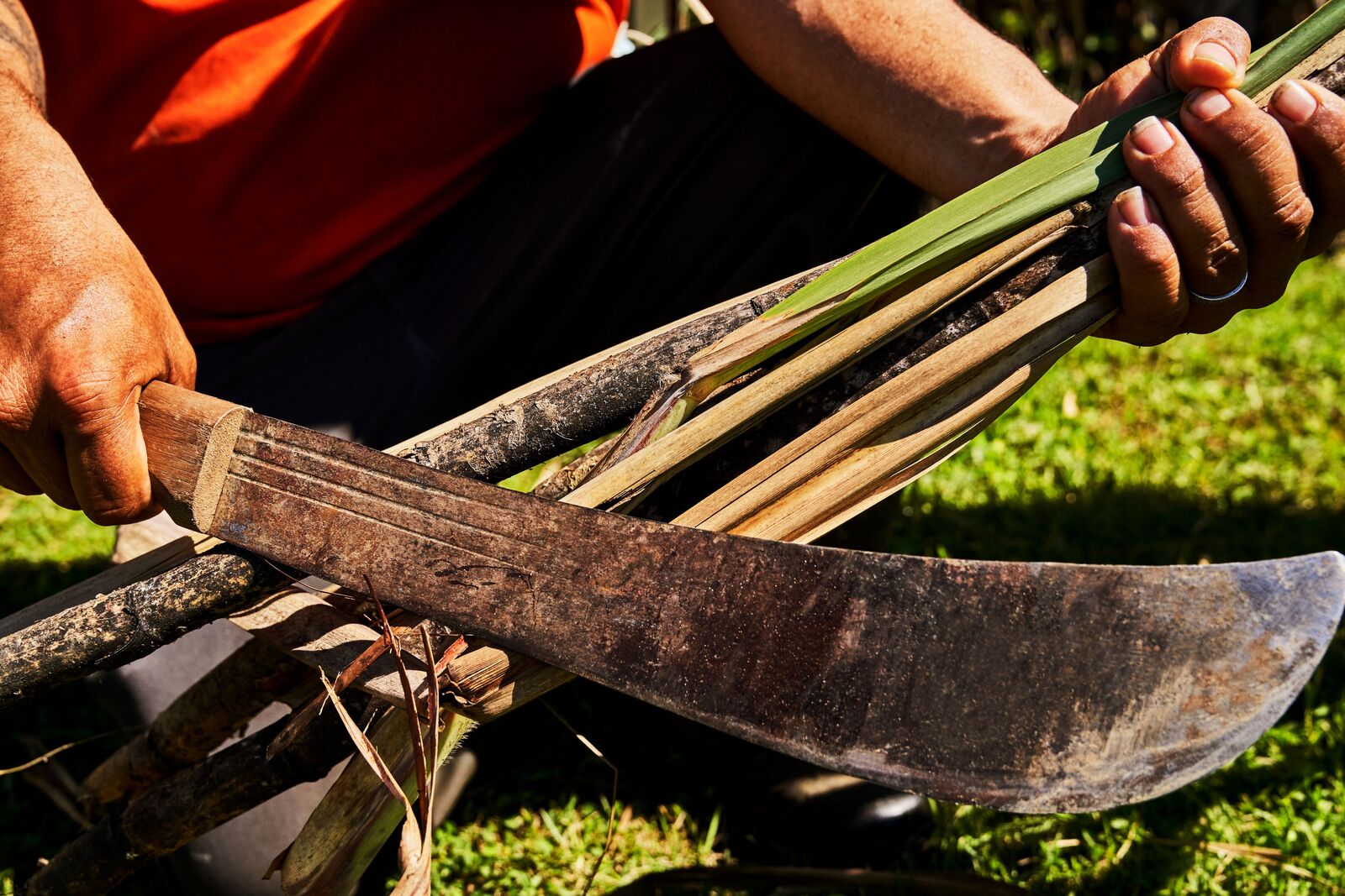 Hands holding a machete and freshly cut sugarcane stalks over grassy ground in bright sunlight.