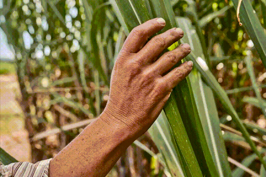 Hand gently touching vibrant green sugarcane leaves with blurred sugarcane stalks in the background.