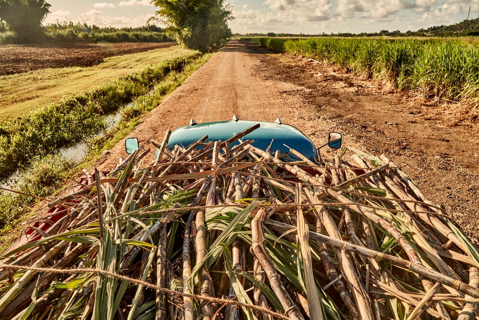 Blue truck loaded with freshly cut sugarcane driving down a dusty rural road.