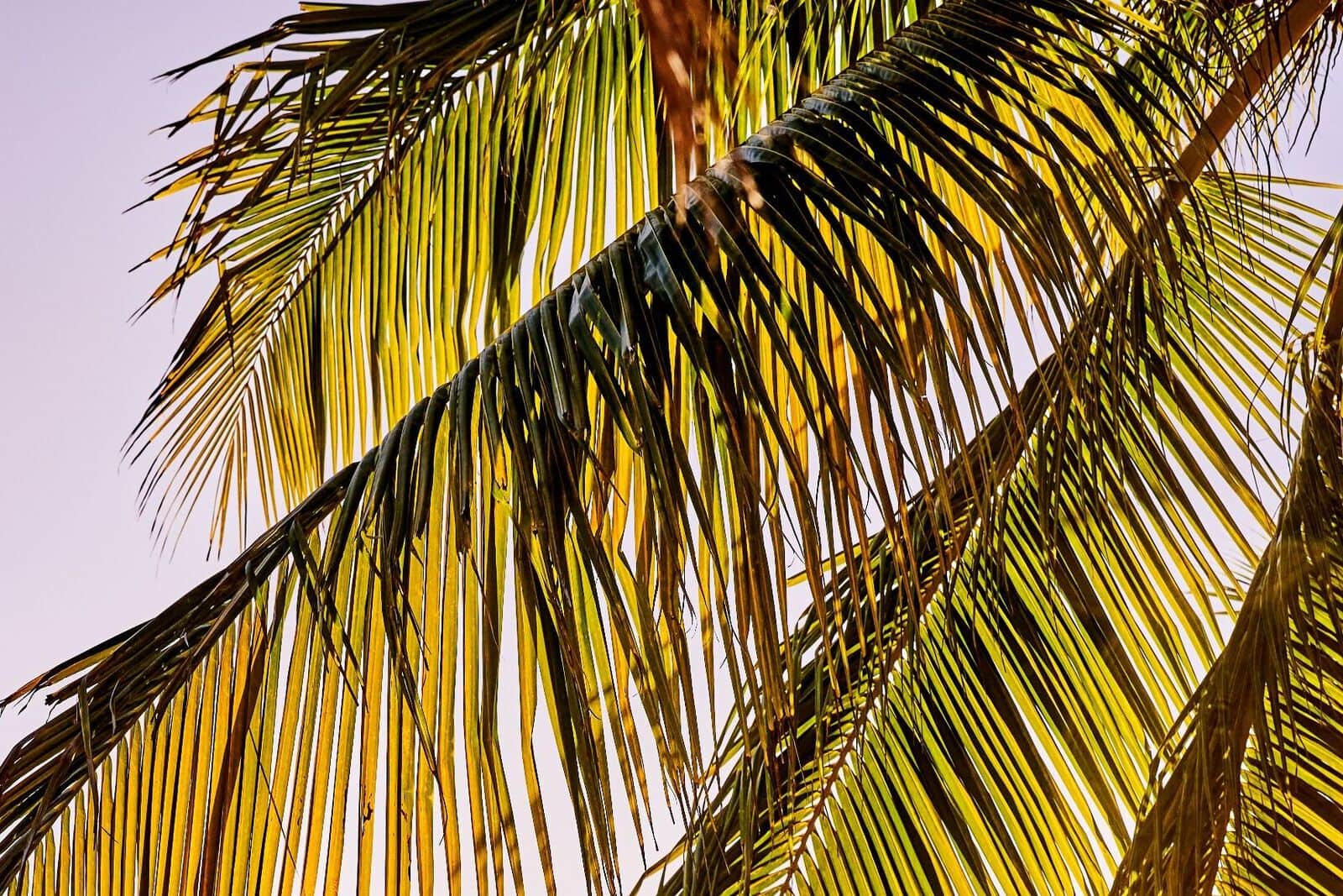 Close-up of vibrant green and yellow palm fronds illuminated by bright sunlight against a soft purple sky.