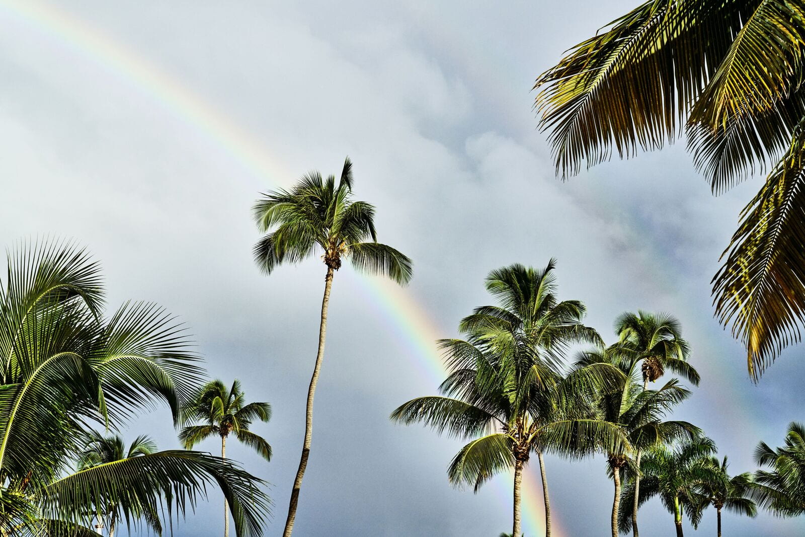 Rainbow arching across cloudy sky, framed by lush green palm tree fronds from a low-angle perspective.