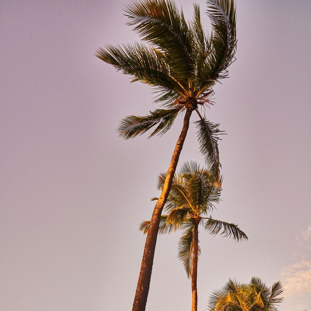 Tall palm trees illuminated by warm golden light against gradient sky.