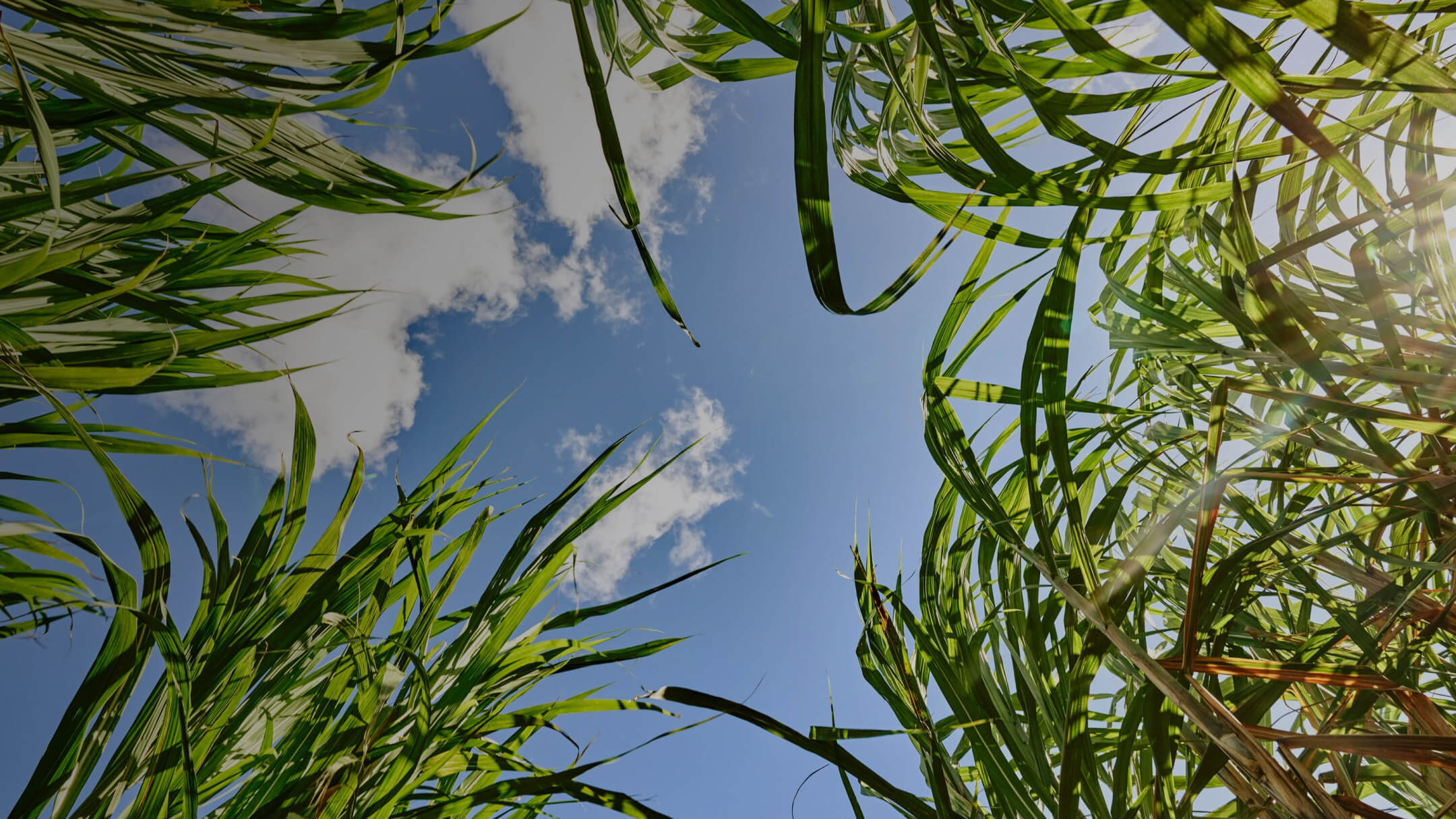 Dense sugarcane field viewed from low angle, revealing bright blue sky with sunlight streaming through green leaves.