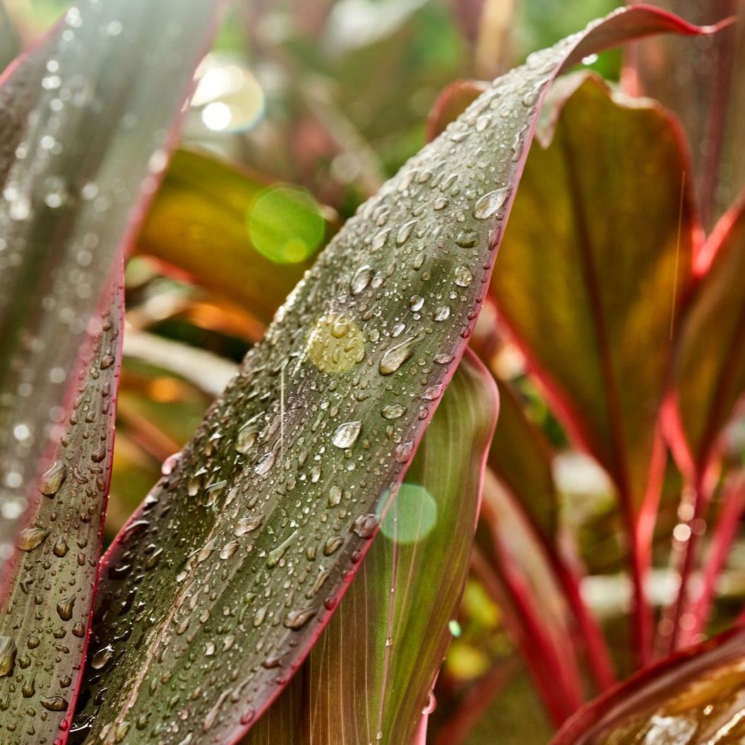 Close-up of plant leaves with dark green centers and reddish-pink edges, covered in water droplets.