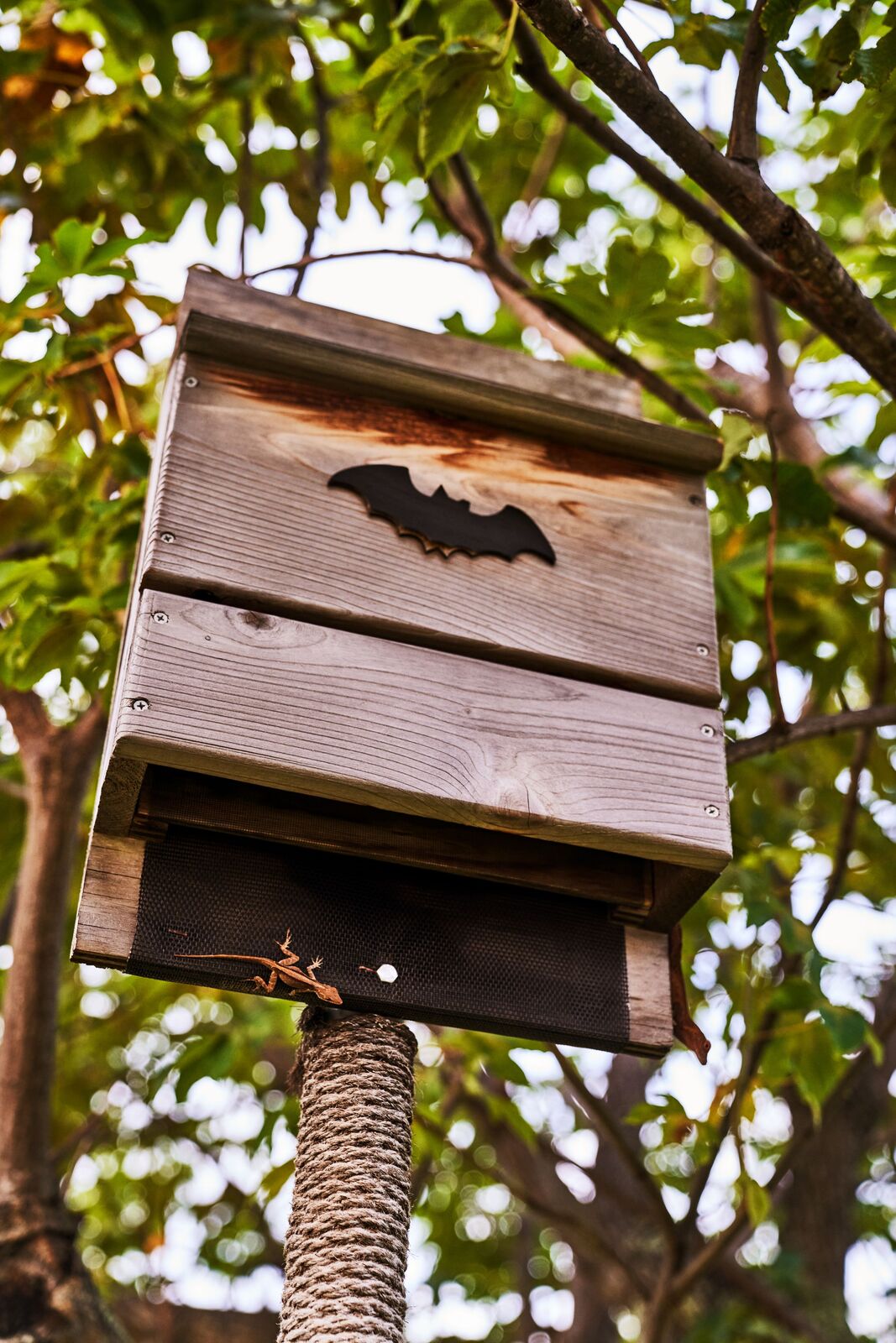 Wooden bat house with black bat silhouette mounted on a rope-wrapped pole, with a small lizard nearby.