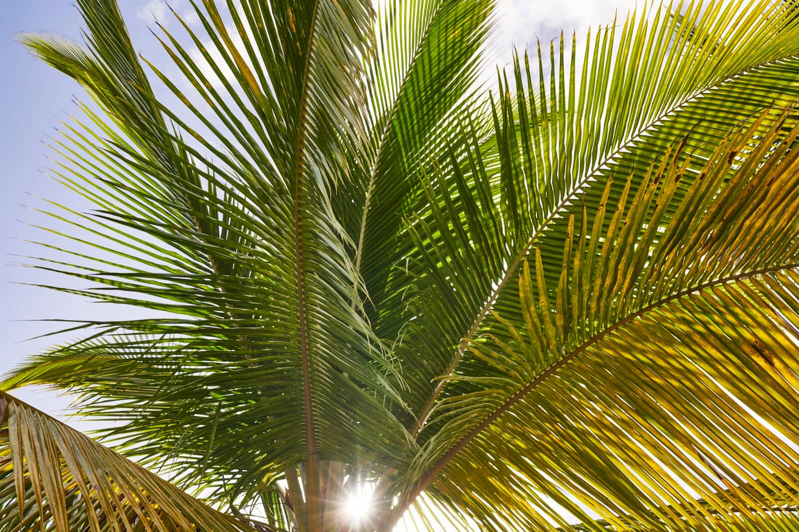 Low-angle view of vibrant green and yellow palm tree fronds with sunlight creating a starburst effect.