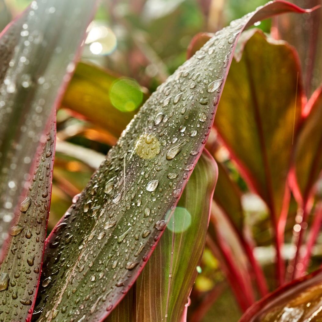 Close-up of a green and red plant leaf densely covered in glistening water droplets.