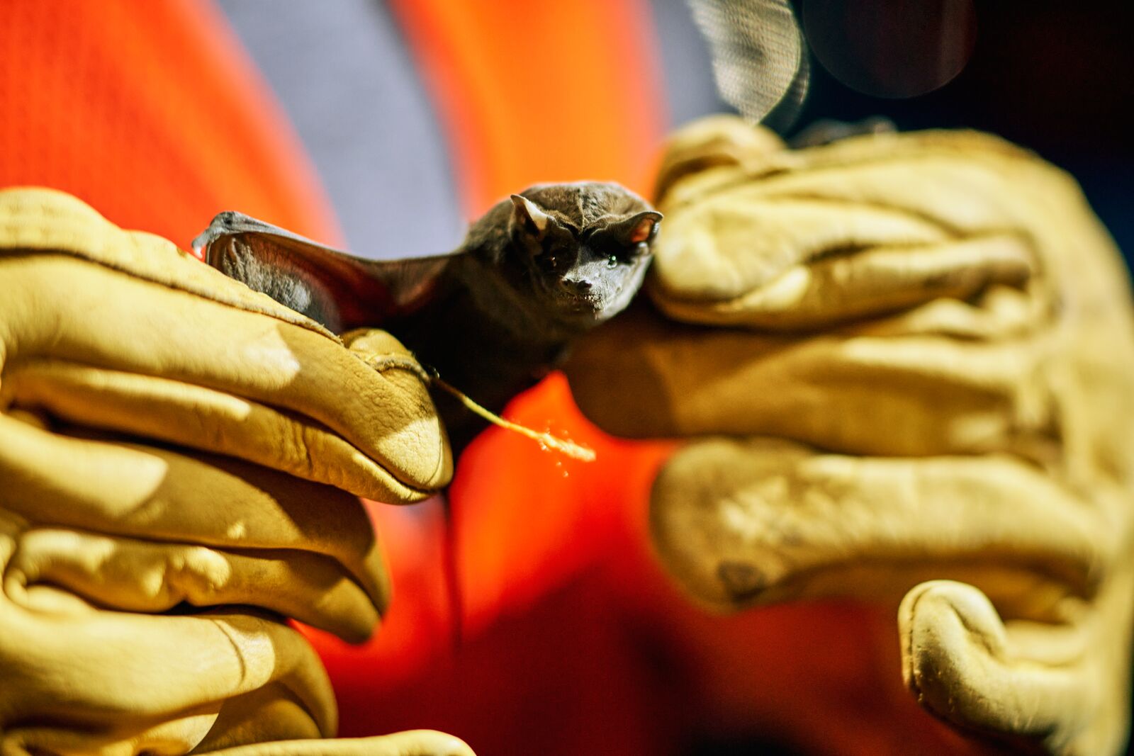 Gloved hands gently holding a small bat, positioned centrally in the frame.
