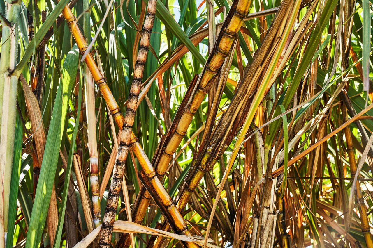 Close-up of sugarcane stalks in golden yellow and brown with vibrant green leaves.
