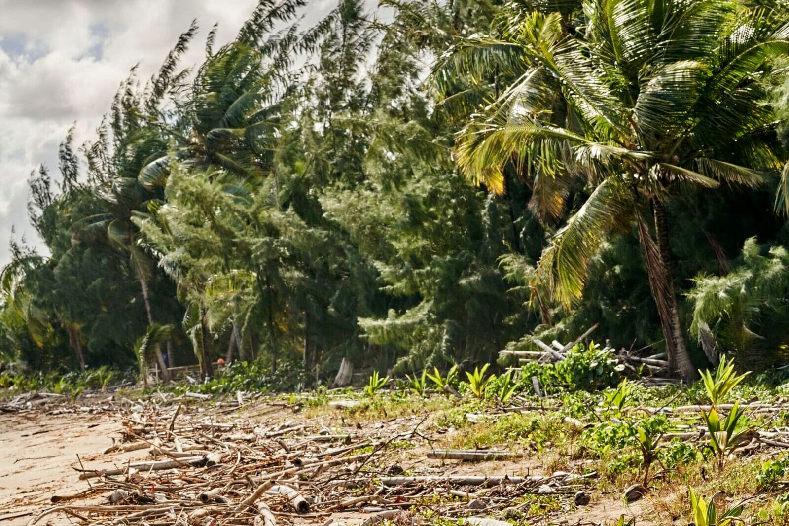 Tropical beach scene with sandy foreground, driftwood, and dense green foliage lined with tall palm trees.