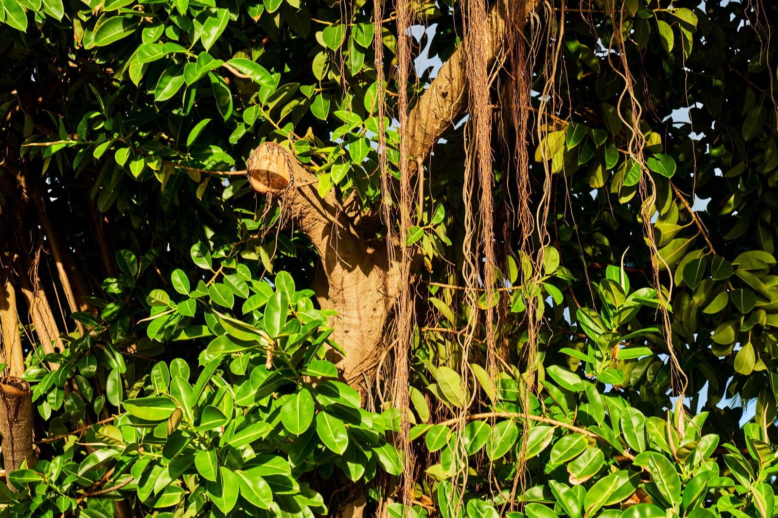 Close-up of a tree with dense green leaves and numerous long, thin brown aerial roots hanging vertically.