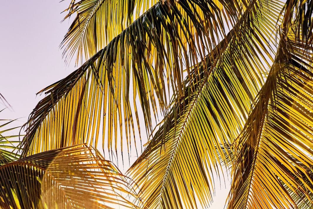 Palm fronds in golden yellow and green, backlit by soft light-blue sky.
