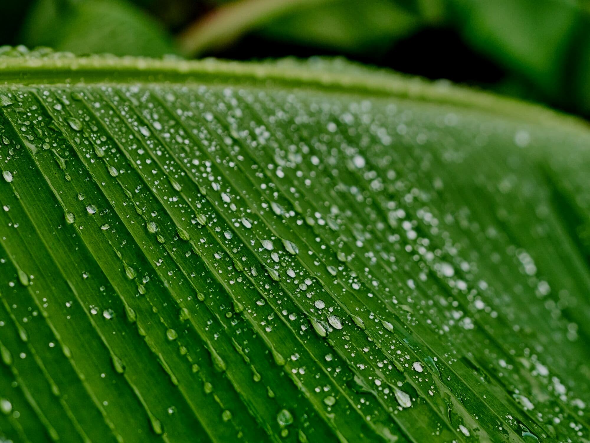 Close-up of a green leaf with prominent diagonal veins covered in clear water droplets.