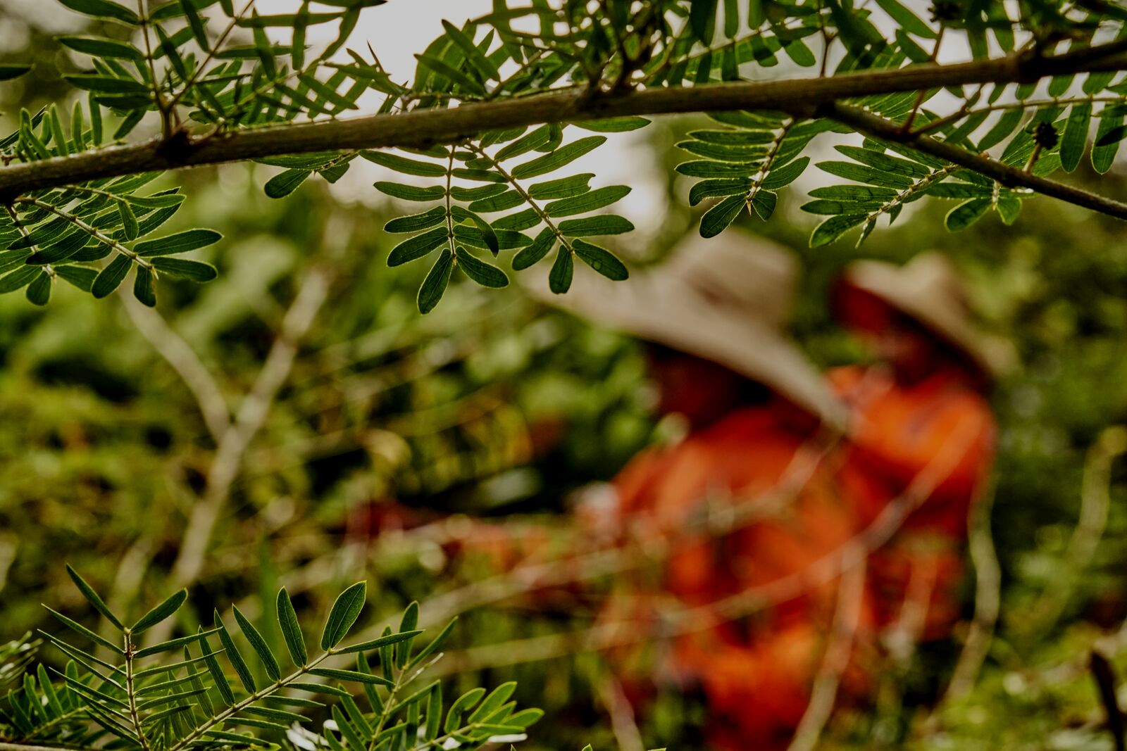 Green leaves and branches frame a view of two figures in orange clothing amid lush foliage.