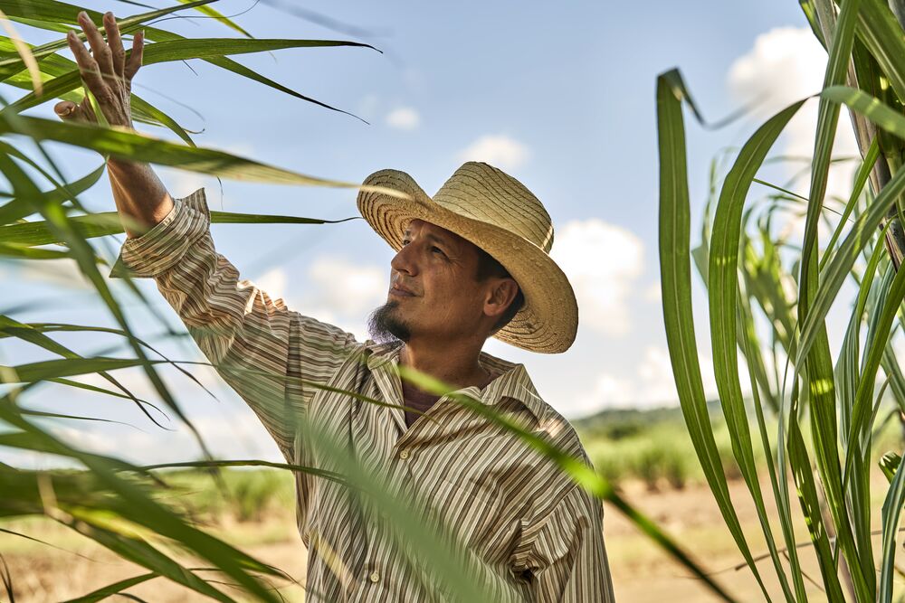 Person in straw hat reaching up to touch tall green sugarcane leaves under bright sky.