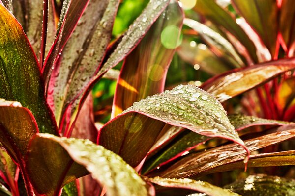 Close-up of plant leaves with green and reddish-brown edges, covered in glistening water droplets.