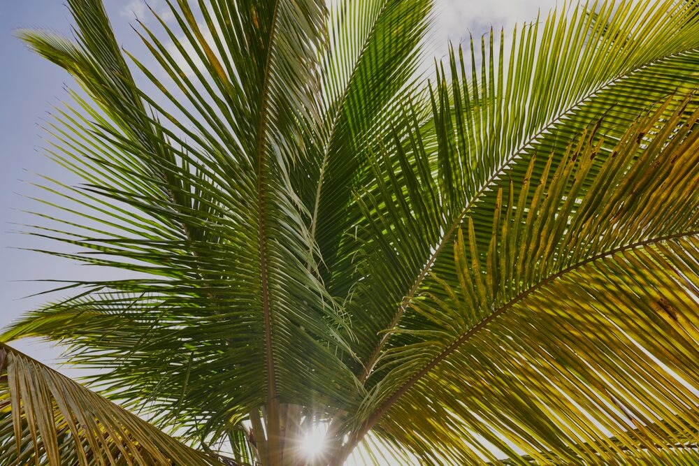 Close-up of vibrant green palm tree fronds backlit by bright sunlight against blue sky.