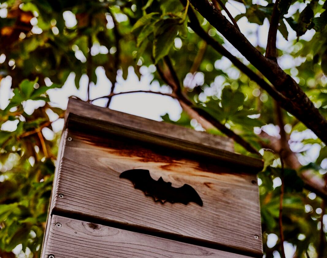 Wooden bat house with silhouetted bat cutout, partially obscured by green foliage.