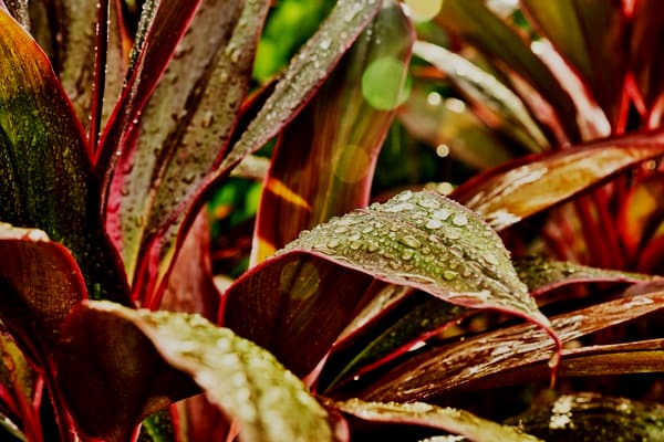 Close-up of plant leaves with water droplets in rich green and reddish-brown hues.